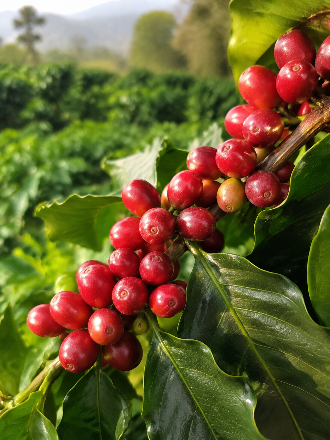 Frutos maduros de café en cultivo